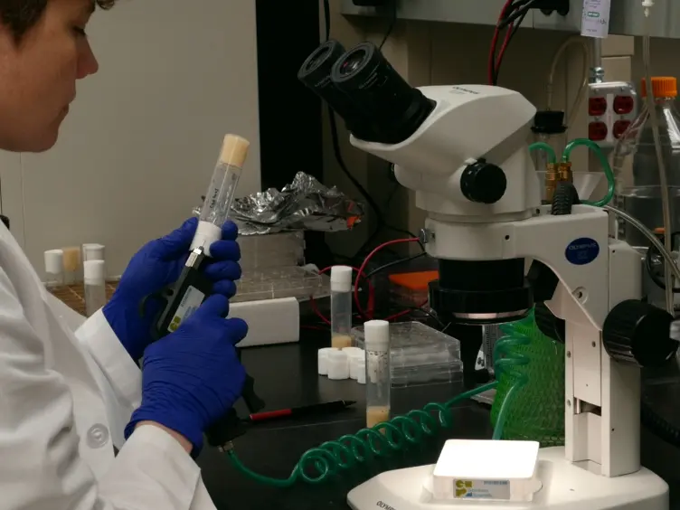 Measurement of Carbon Dioxide Production from Radiolabeled Substrates in <em>Drosophila melanogaster</em>