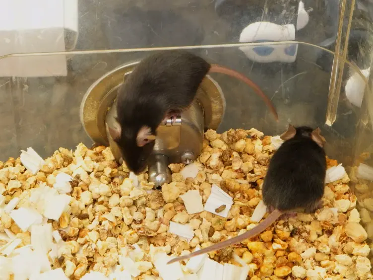 Intravital Imaging of Neutrophil Priming Using IL-1β Promoter-driven DsRed Reporter Mice