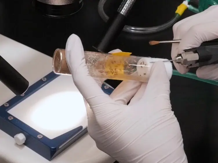 Detecting Anastasis <em>In Vivo</em> by CaspaseTracker Biosensor