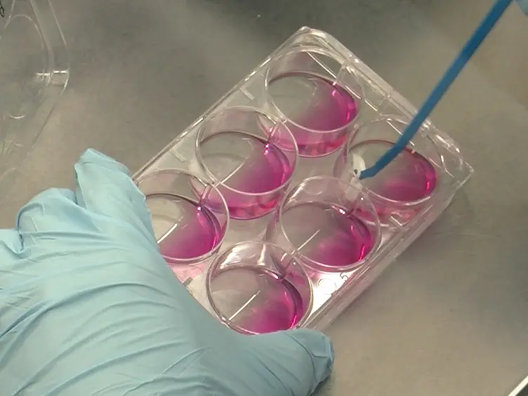 A Simple and Efficient Approach to Construct Mutant Vaccinia Virus Vectors