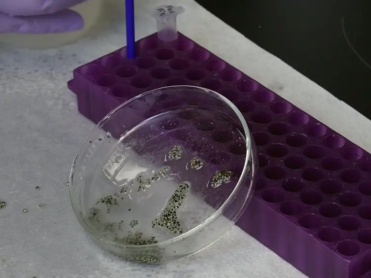 A Cell-Free Assay Using <em>Xenopus laevis </em>Embryo Extracts to Study Mechanisms of Nuclear Size Regulation