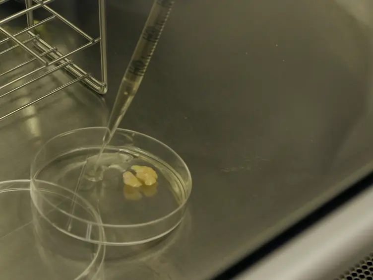 An Efficient Method to Obtain Dedifferentiated Fat Cells
