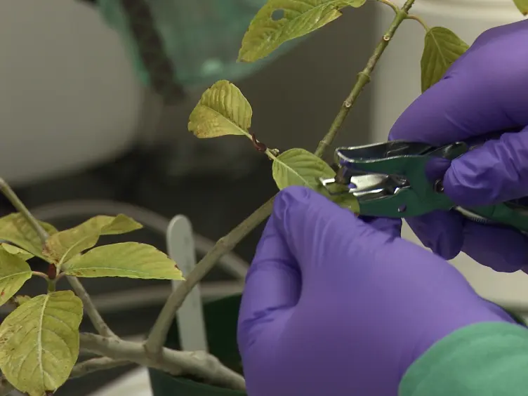 Rapid High-throughput Species Identification of Botanical Material Using Direct Analysis in Real Time High Resolution Mass Spectrometry