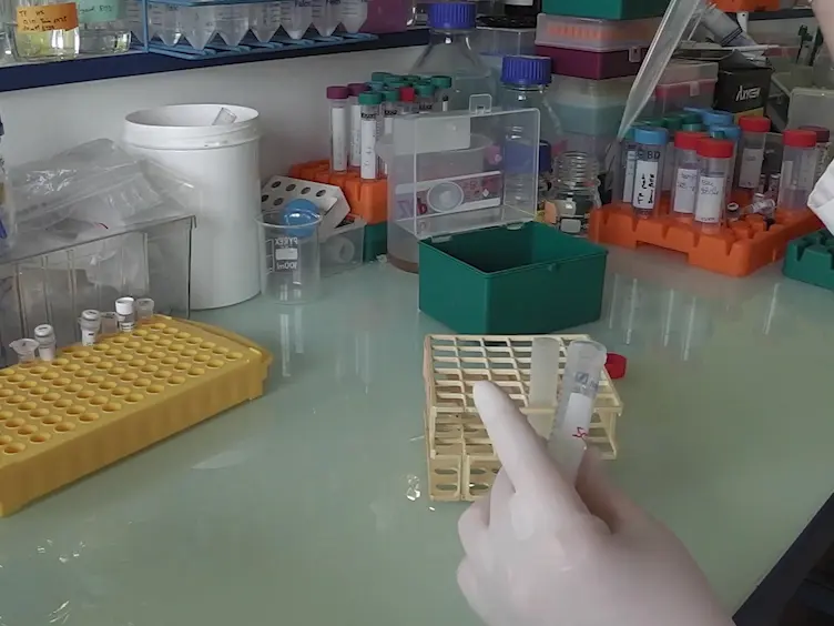 An Easy Method for Plant Polysome Profiling