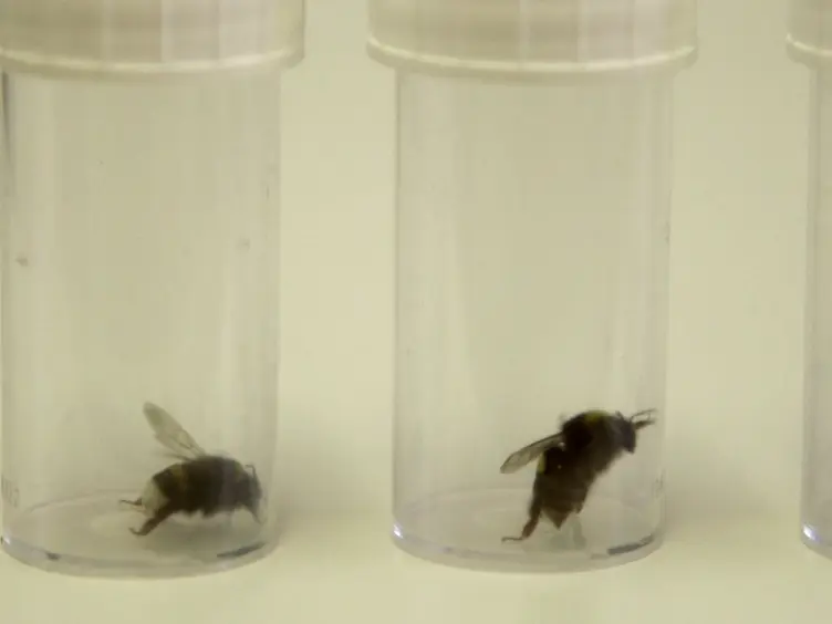 A Novel Behavioral Assay to Investigate Gustatory Responses of Individual, Freely-moving Bumble Bees (<em>Bombus terrestris</em>)