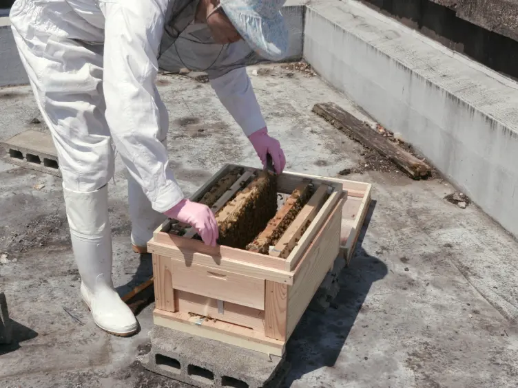 Preparation of Single-cohort Colonies and Hormone Treatment of Worker Honeybees to Analyze Physiology Associated with Role and/or Endocrine System
