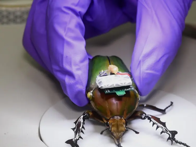 Insect-machine Hybrid System: Remote Radio Control of a Freely Flying Beetle (<em>Mercynorrhina torquata</em>)