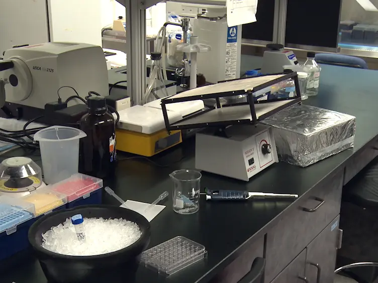 Imaging Cleared Embryonic and Postnatal Hearts at Single-cell Resolution