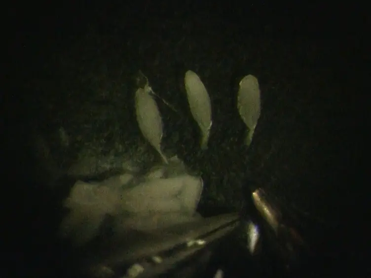 Imaging Calcium in <em>Drosophila</em> at Egg Activation