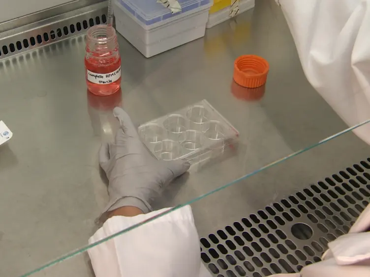 Preparation and Applications of Organotypic Thymic Slice Cultures