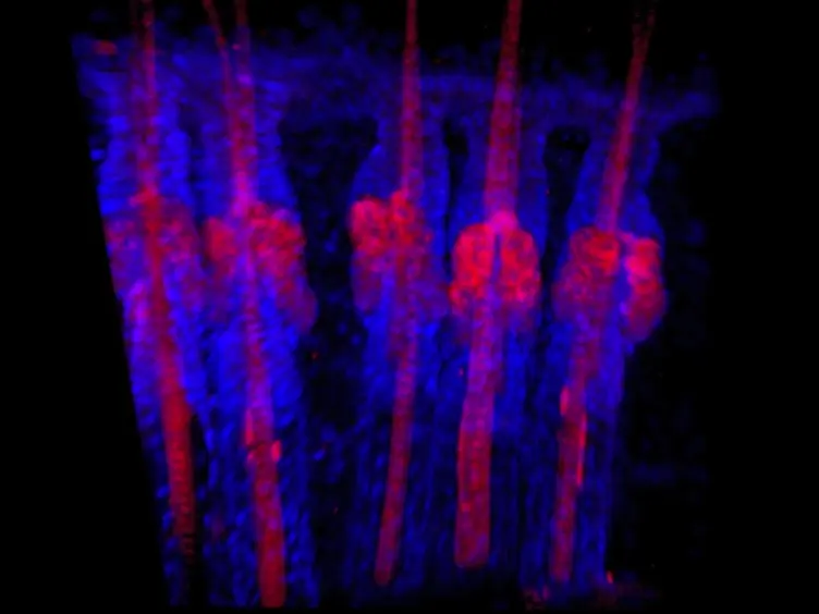 CUBIC Protocol Visualizes Protein Expression at Single Cell Resolution in Whole Mount Skin Preparations