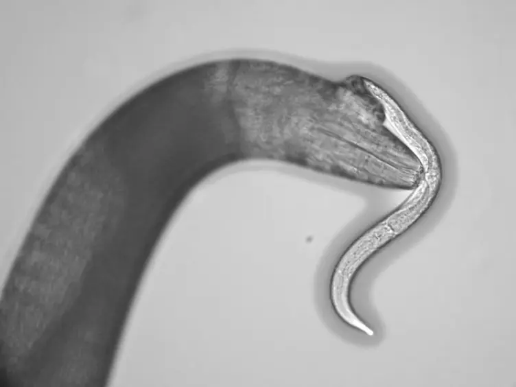 Assaying Predatory Feeding Behaviors in <em>Pristionchus</em> and Other Nematodes