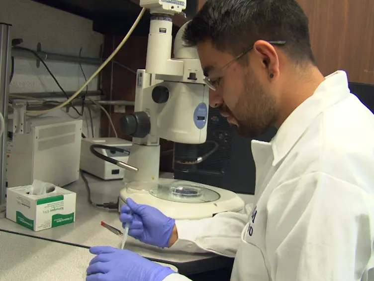 Affinity Labeling Detection of Endogenous Receptors from Zebrafish Embryos