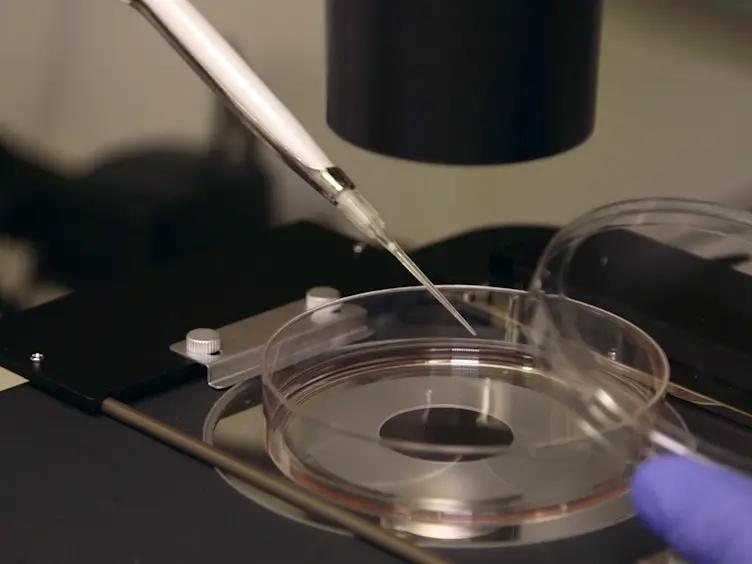 Quantitative Measurement of Relative Retinoic Acid Levels in E8.5 Embryos and Neurosphere Cultures Using the F9 RARE-Lacz Cell-based Reporter Assay