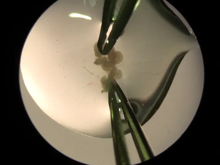 Transplantation Into the Mouse Ovarian Fat Pad