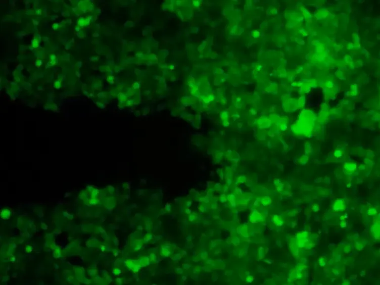 Rapid Subtractive Patterning of Live Cell Layers with a Microfluidic Probe