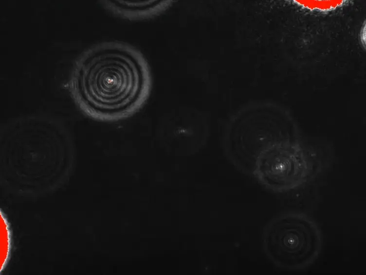 Directed Protein Packaging within Outer Membrane Vesicles from <em>Escherichia coli</em>: Design, Production and Purification