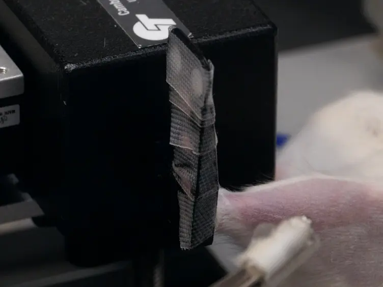 Applications of <em>In Vivo</em> Functional Testing of the Rat Tibialis Anterior for Evaluating Tissue Engineered Skeletal Muscle Repair