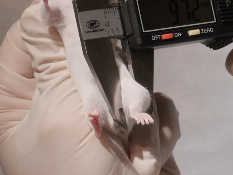 <em>In Vivo</em> Model for Testing Effect of Hypoxia on Tumor Metastasis