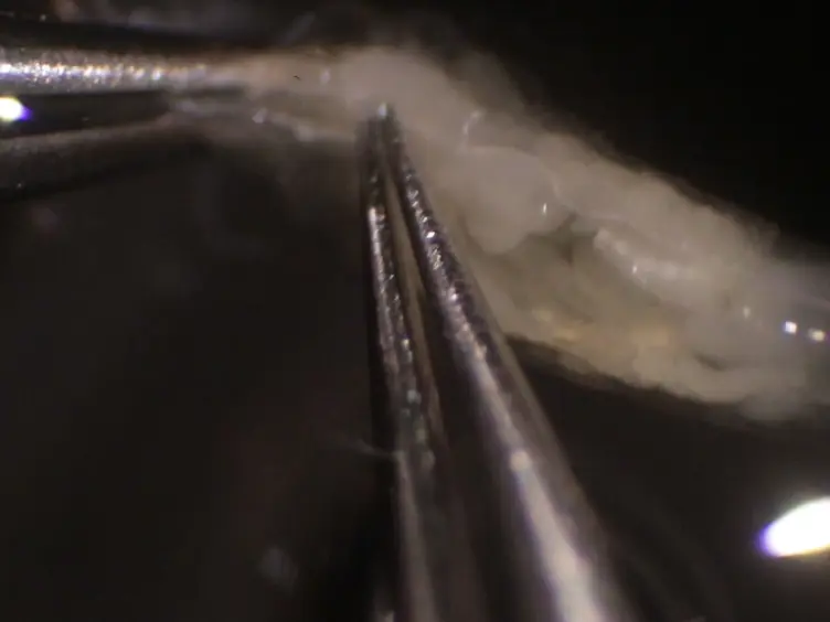 Methods to Examine the Lymph Gland and Hemocytes in <em>Drosophila</em> Larvae