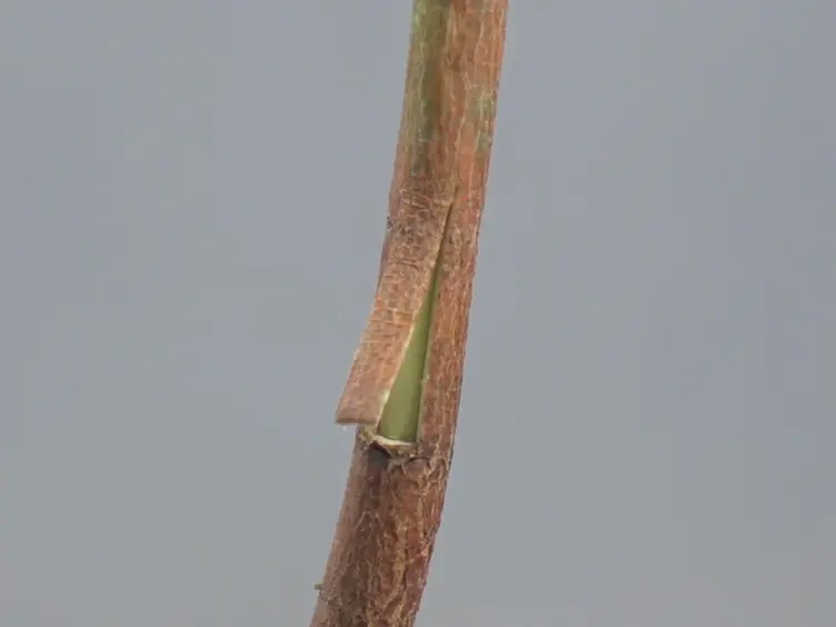 The Use of Induced Somatic Sector Analysis (ISSA) for Studying Genes and Promoters Involved in Wood Formation and Secondary Stem Development