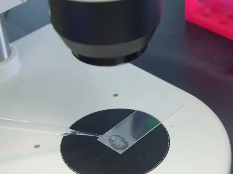 Techniques for Imaging Prometaphase and Metaphase of Meiosis I in Fixed <em>Drosophila</em> Oocytes