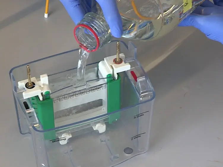 Characterization of Multi-subunit Protein Complexes of Human MxA Using Non-denaturing Polyacrylamide Gel-electrophoresis