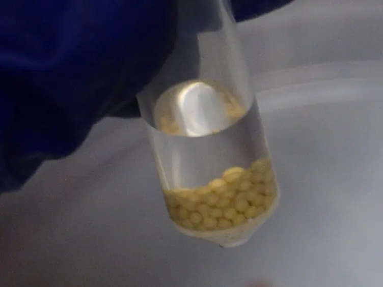 A Murine Model of Group B <em>Streptococcus</em> Vaginal Colonization