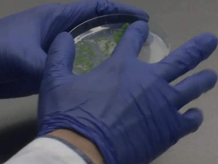 Analysis of Protein Import into Chloroplasts Isolated from Stressed Plants