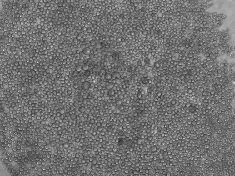 Utilizing Functional Genomics Screening to Identify Potentially Novel Drug Targets in Cancer Cell Spheroid Cultures