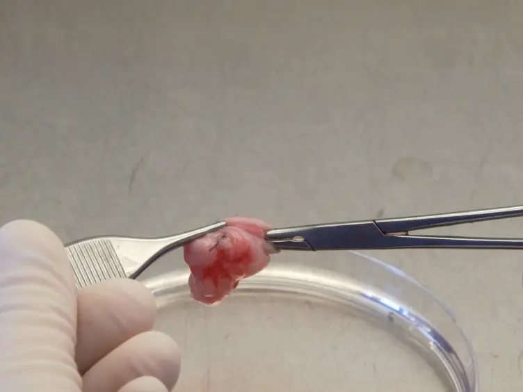 Isolation and Culture of Primary Endothelial Cells from Canine Arteries and Veins