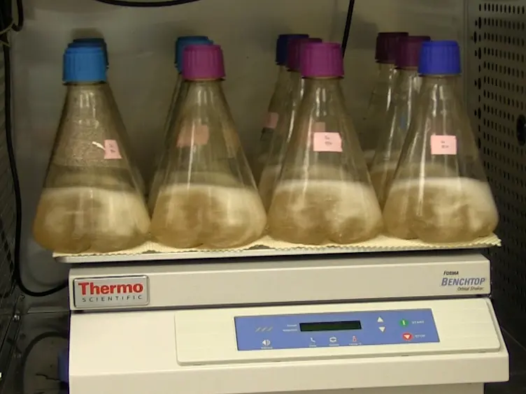 Thermostabilization, Expression, Purification, and Crystallization of the Human Serotonin Transporter Bound to <em>S</em>-citalopram