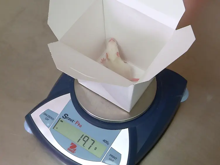 Transient Middle Cerebral Artery Occlusion Model of Neonatal Stroke in P10 Rats