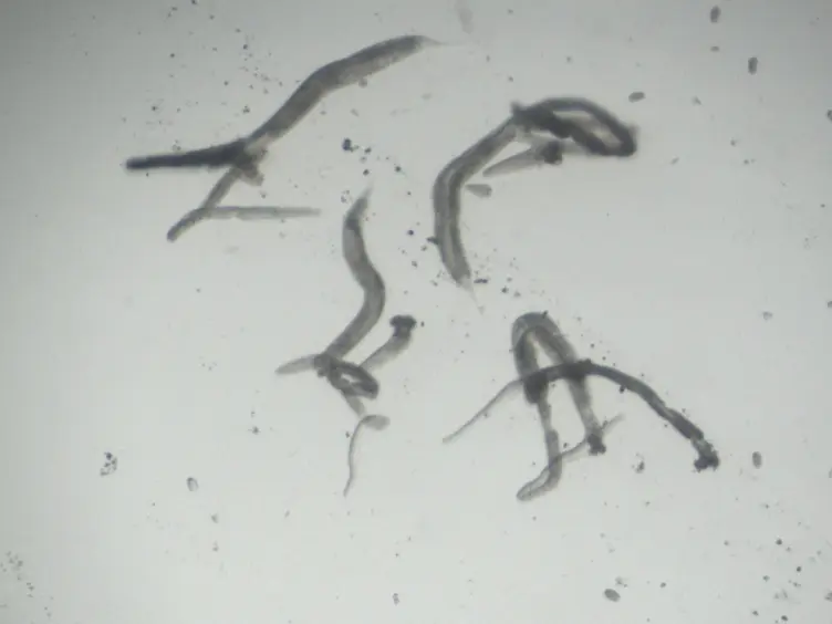Spatial and Temporal Analysis of Active ERK in the <em>C. elegans</em> Germline