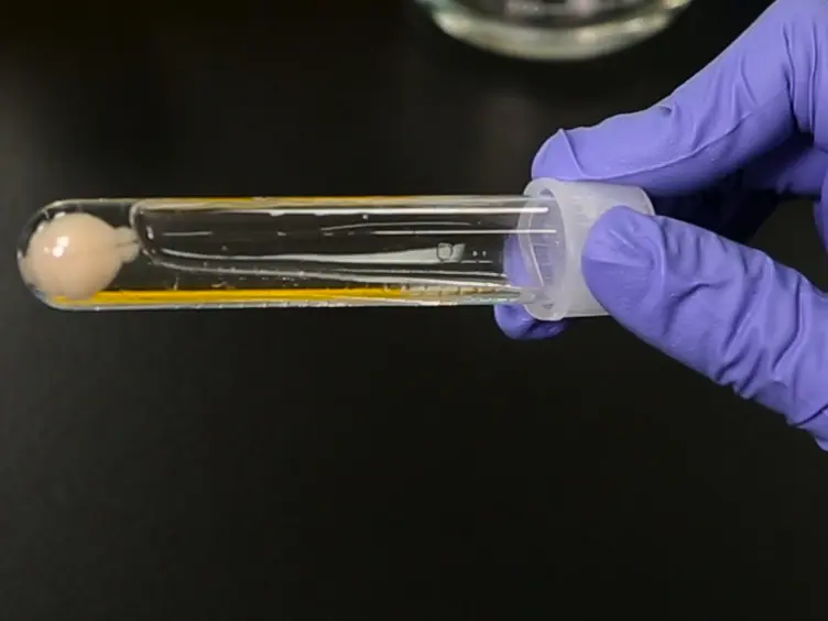 ACT-PRESTO: Biological Tissue Clearing and Immunolabeling Methods for Volume Imaging