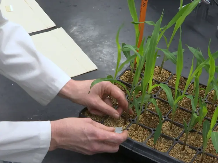 Experimental Design for Laser Microdissection RNA-Seq: Lessons from an Analysis of Maize Leaf Development