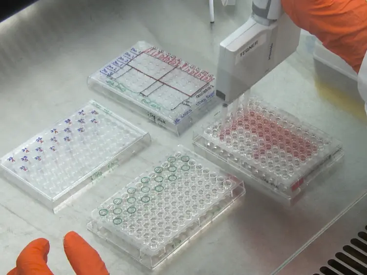 <em>In Vitro</em> Differentiation of Human CD4<sup>+</sup>FOXP3<sup>+</sup> Induced Regulatory T Cells (iTregs) from Naïve CD4<sup>+</sup> T Cells Using a TGF-β-containing Protocol