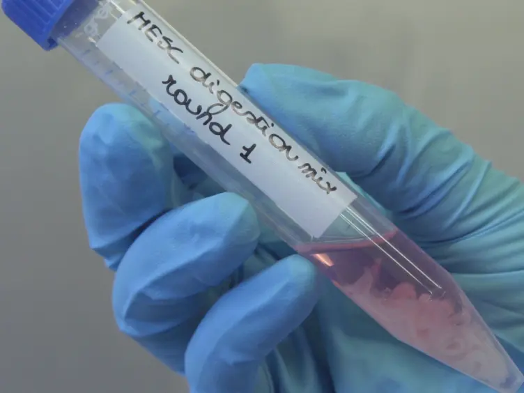 Isolation of Mouse Endometrial Epithelial and Stromal Cells for <em>In Vitro</em> Decidualization