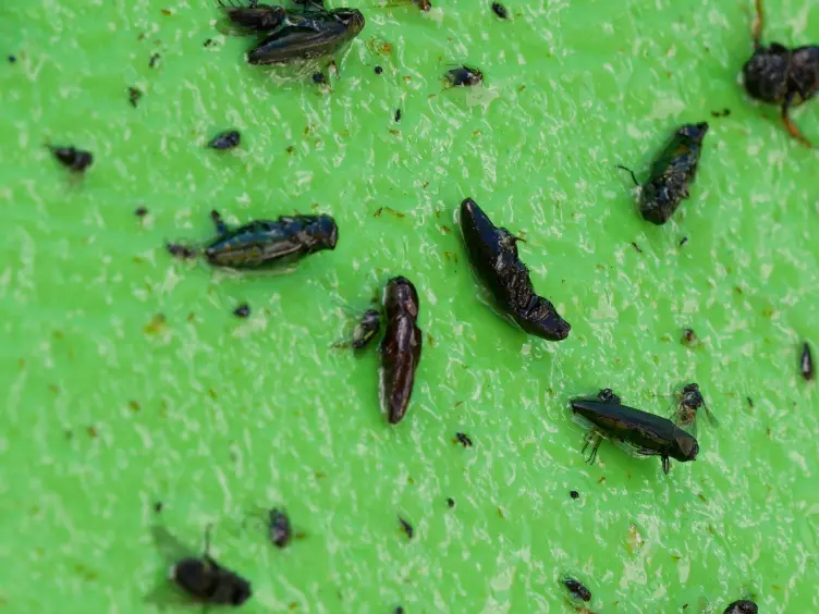 Building Double-decker Traps for Early Detection of Emerald Ash Borer