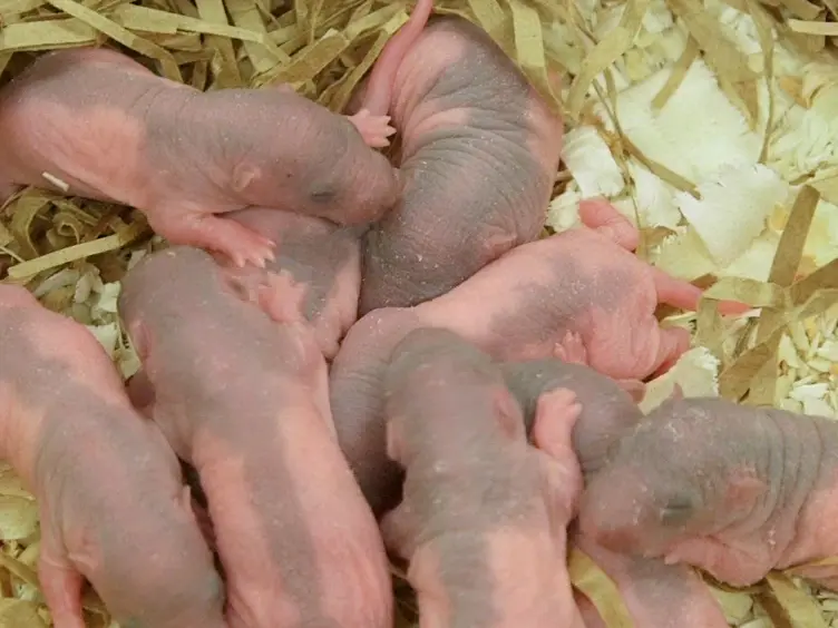 Neurodevelopmental Reflex Testing in Neonatal Rat Pups