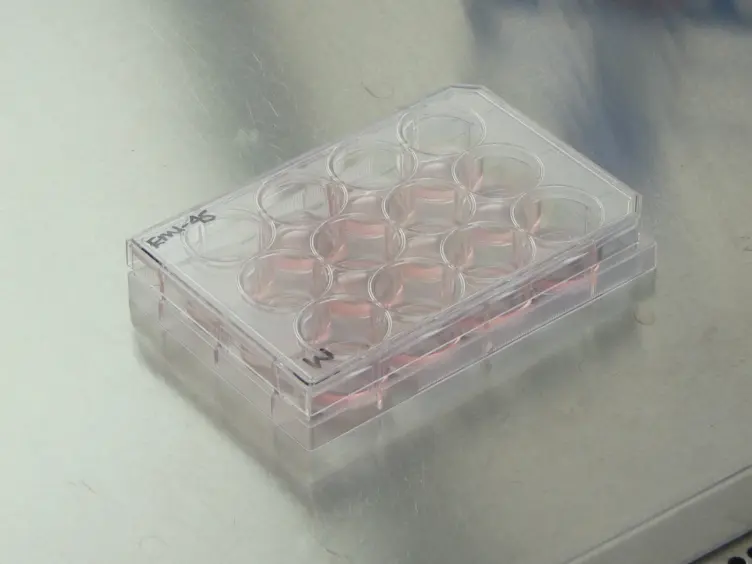 Efficient Differentiation of Pluripotent Stem Cells to NKX6-1<sup>+</sup> Pancreatic Progenitors
