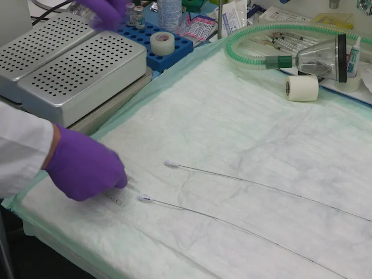 The Rabbit Model of Accelerated Atherosclerosis: A Methodological Perspective of the Iliac Artery Balloon Injury
