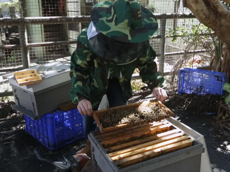 Evaluating the Effect of Environmental Chemicals on Honey Bee Development from the Individual to Colony Level