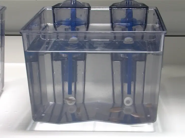 Environmental Screening of <em>Aeromonas hydrophila</em>, <em>Mycobacterium</em> spp., and <em>Pseudocapillaria tomentosa</em> in Zebrafish Systems