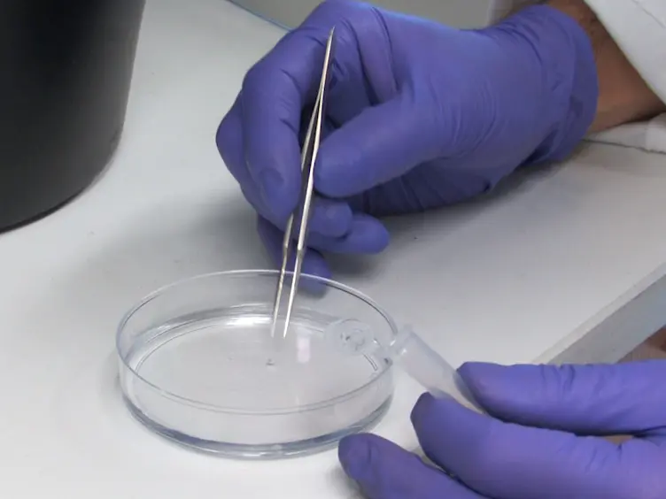 Using Primary Neurosphere Cultures to Study Primary Cilia