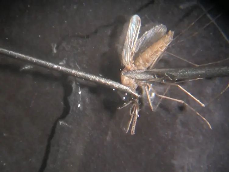<em>In Vivo</em> Tracking of Edema Development and Microvascular Pathology in a Model of Experimental Cerebral Malaria Using Magnetic Resonance Imaging