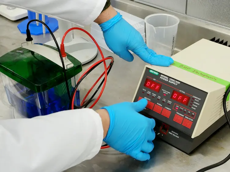 Multimer-PAGE: A Method for Capturing and Resolving Protein Complexes in Biological Samples