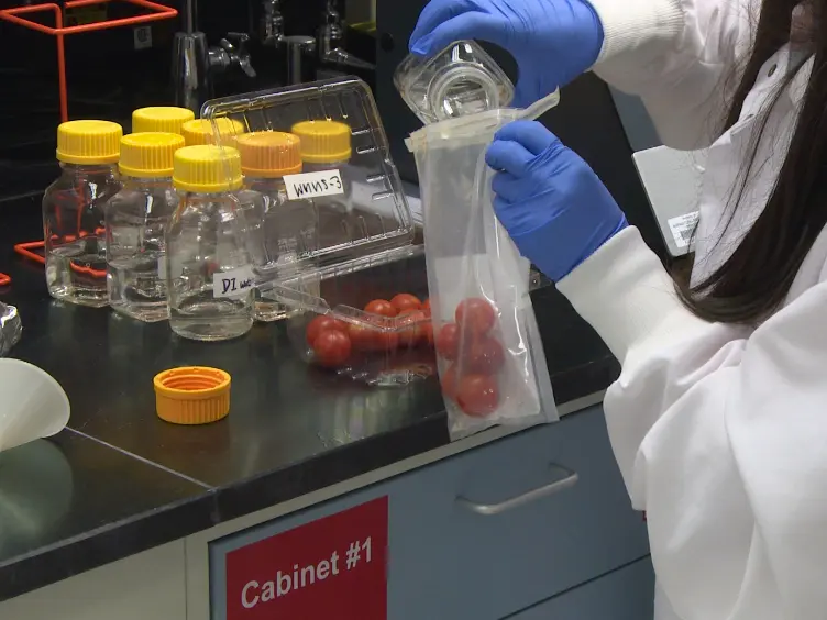 Controlled-release of Chlorine Dioxide in a Perforated Packaging System to Extend the Storage Life and Improve the Safety of Grape Tomatoes