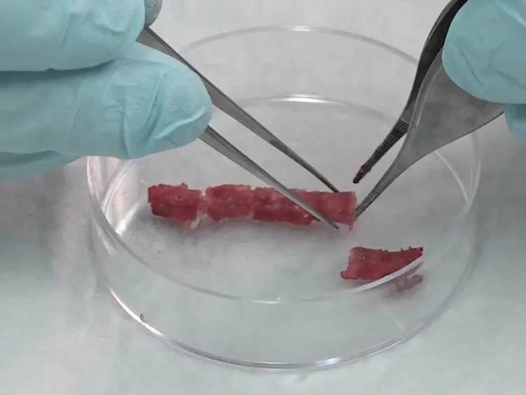 An <em>In Vitro</em> Organ Culture Model of the Murine Intervertebral Disc