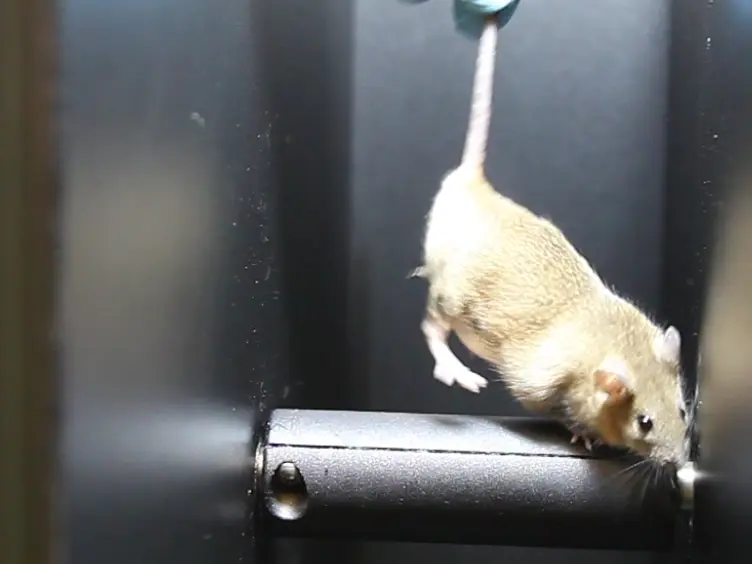 Battery of Behavioral Tests Assessing General Locomotion, Muscular Strength, and Coordination in Mice